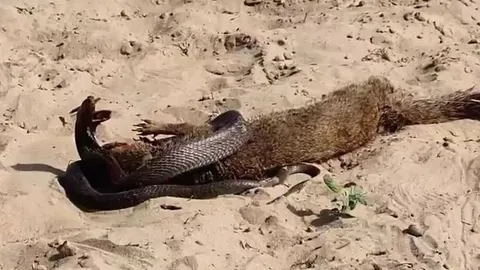 CLIP: Đụng độ cầy Mangut, rắn hổ mang biến thành miếng mồi ngon cho 'sát thủ của các loài rắn'