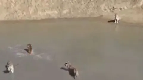 CLIP: Rủ nhau đi săn vịt trời, đàn hổ nhận ngay cái kết 'muối mặt'