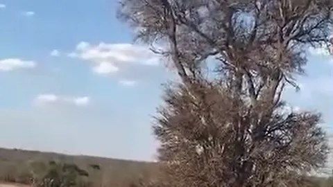 CLIP: Báo hoa mai liều mạng leo cây săn khỉ và cái kết