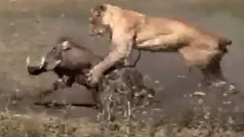 CLIP: Bị sư tử tóm được, lợn bướu vẫn thoát chết ngoạn mục