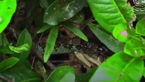 CLIP: Đụng độ rắn hổ mang chúa, rắn Viper Malabar đón nhận cái kết cực kỳ đau đớn