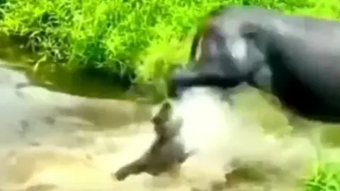 CLIP: Cắn chân trâu, con chó bị đá vỡ mồm