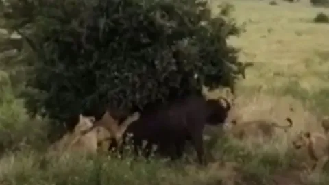 CLIP: Thấy đồng loại bị sư tử truy sát, đàn trâu rừng lập tức lao lại ứng cứu và cái kết mãn nhãn