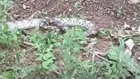 CLIP: Ớn lạnh trước khoảnh khắc rắn hổ mang nuốt chửng trăn lưới