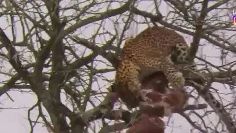 CLIP: Báo hoa mai leo tót lên cây săn đại bàng và cái kết