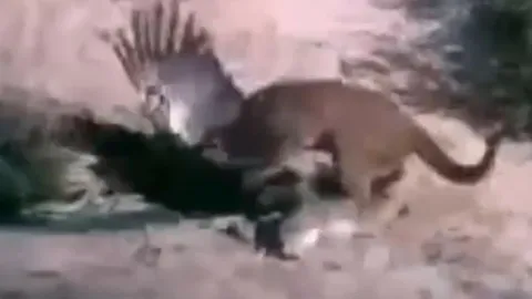 CLIP: Mãn nhãn trước màn đại chiến giành mồi của sư tử núi và đại bàng