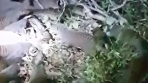 CLIP: Trăn gấm tã tơi thân xác sau khi bị 20 con cầy mangut tấn công