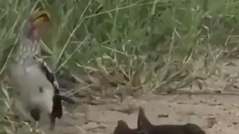 CLIP: Cầy mangut giả chết quá đỉnh khiến diễn viên chuyên nghiệp cũng phải ngả mũ thán phục