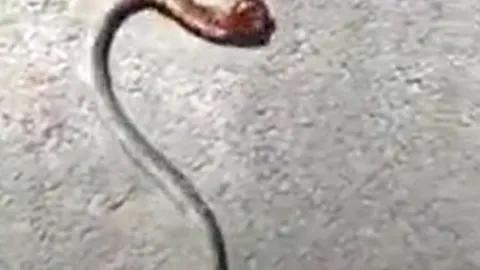 CLIP: Rắn quằn quại đau đớn khi bị rết khống chế