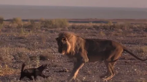 CLIP: Thấy lửng mật, sư tử lẽo đẽo chạy theo y như fan chạy theo thần tượng nhưng cái kết mới gây chú ý