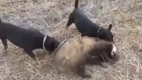 CLIP: Đụng độ 2 con chó nhà, lửng mật bị hành cho 'ra bã'