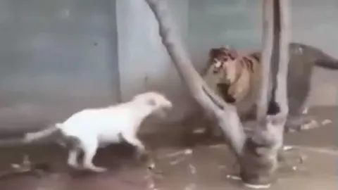 CLIP: Thấy hổ bị xích, chó nhà lao lại tấn công rồi nhận cái kết thương tâm