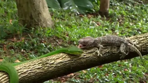 CLIP: Mãn nhãn trước màn tử chiến của tắc kè và rắn lục