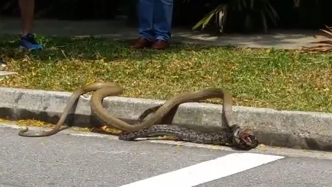 CLIP: Rắn hổ mang chúa và trăn gấm 'rủ nhau' ra đường phố 'đánh nhau' và cái kết gây chú ý cho người đi đường