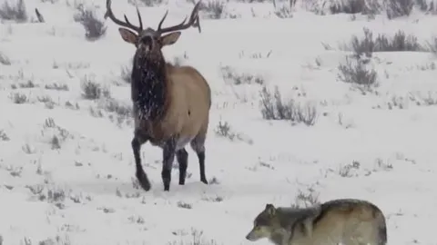 CLIP: Đàn sói hợp sức truy sát nai sừng tấm và cái kết gây chú ý