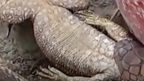 CLIP: Đang mukbang thằn lằn, rắn hổ mang bị 'kẻ thứ 3' xuất hiện quấy rối và cái kết