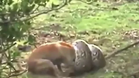 CLIP: Bị trăn đá châu Phi 'khủng' siết chặt, chó nhà có màn phản đòn cực gắt ở phút chót và cái kết bất ngờ