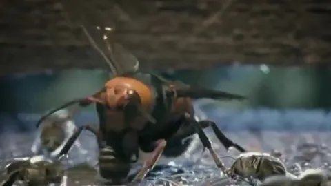 CLIP: Vào tổ ong mật kiếm ăn, ong bắp cày nhận cái kết ít ai ngờ