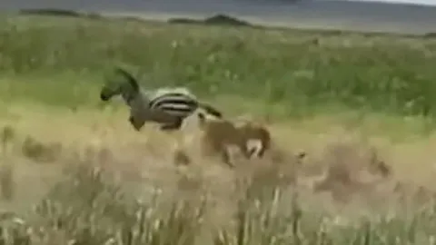 CLIP: Bị 2 con sư tử đưa vào 'tầm ngắm', ngựa vằn đón nhận cái kết bi thảm
