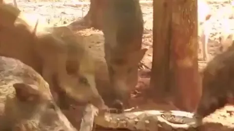 CLIP: Tấn công lợn con, trăn gấm bị đàn lợn 'hành' cho 'ra bã'