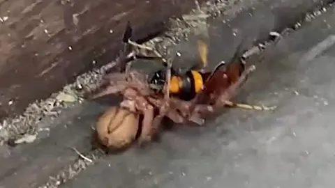 CLIP: Bị nhện sát thủ 'khủng' khóa chặt, ong bắp cày vẫn tạo nên kỳ tích ở phút chót