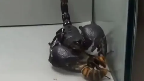 CLIP: Trông thấy bọ cạp 'khủng', ong bắp cày lập tức lao lại nghênh chiến rồi đón nhận cái kết bi thảm ngay sau đó