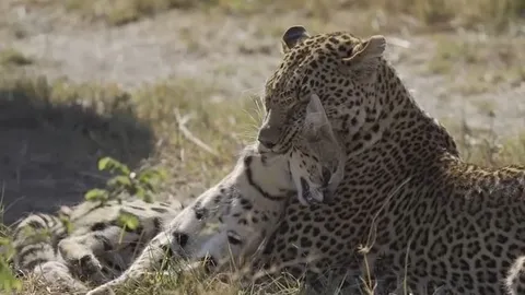 CLIP: Báo đốm 'tung chiêu', tóm gọn linh miêu trong vòng 'một nốt nhạc'