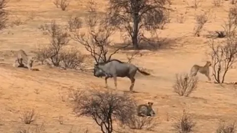 CLIP: Một mình linh dương đầu bò tử chiến với 2 con báo săn để bảo vệ con non và cái kết 'thót tim'