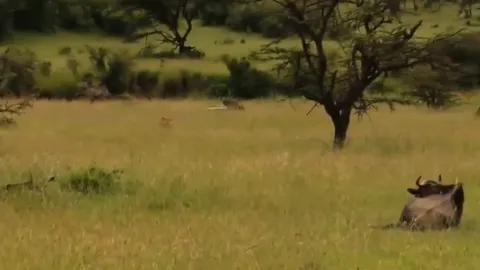 CLIP: Linh dương đầu bò bỏ mạng vì giấc ngủ trưa định mệnh