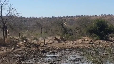 CLIP: Cái kết bi thảm của linh dương Waterbuck khi mải mê uống nước