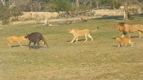 CLIP: Đàn sư tử hợp sức hạ gục trâu rừng con lạc bầy