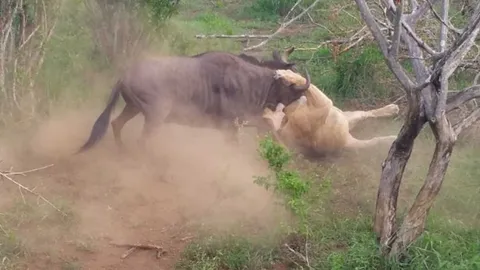 CLIP: Dùng trí khôn, linh dương đầu bò thoát chết ngoạn mục