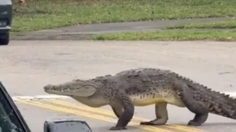 CLIP: Cá sấu thoải mái đi dạo ở khu dân cư đông người và cái kết