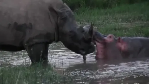 CLIP: Cuộc chiến khốc liệt tranh giành lãnh thổ giữa hà mã và tê giác