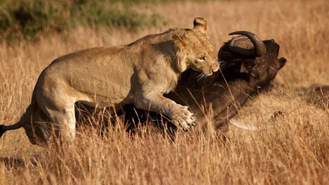 CLIP: Dưới nanh vuốt của sư tử, những pha hạ gục trâu rừng chớp nhoáng