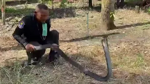 CLIP: Người đàn ông dùng tay không bắt rắn hổ mang chúa dài 4m và cái kết khiến người xem 'thót tim'