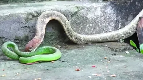 CLIP: 'Rơi vào tay' rắn hổ mang chúa, rắn lục đuôi đỏ nhận cái kết thê thảm