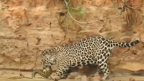 CLIP: Báo đốm phi xuống sông, tóm gọn trăn Anaconda trong tích tắc