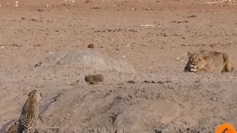 CLIP: Đi săn báo gấm chưa trưởng thành, sư tử nhận ngay cái kết bẽ mặt