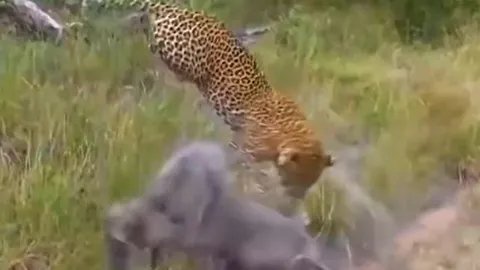 CLIP: Đi săn lợn rừng con, báo đốm bị lợn rừng mẹ húc cho tã tơi