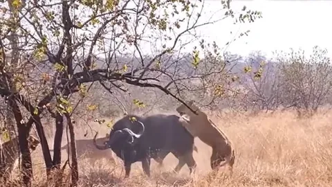 CLIP: Thấy đồng loại bị đàn sư tử tóm được, trâu rừng lao tới ứng cứu và cái kết khó tin