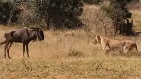 CLIP: Sư tử dùng chiến thuật lạ săn linh dương đầu bò và cái kết