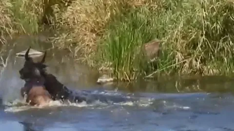 CLIP: Đang uống nước, linh dương đầu bò bị cá sấu kéo xuống sông và cái kết kịch tính sau đó