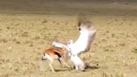 CLIP: Linh dương mẹ húc văng đại bàng cứu con và cái kết kịch tính