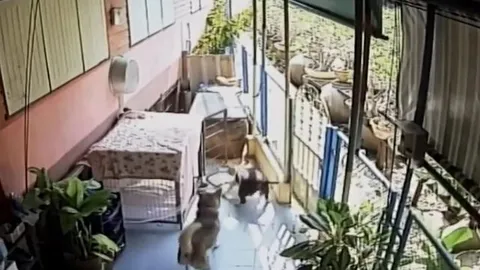 CLIP: Thấy rắn hổ mang bò vào nhà, chó Pitbull lao ra nghênh chiến và cái kết không ai đoán ra