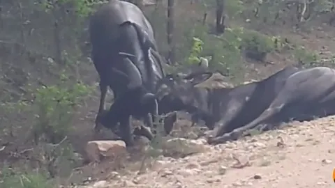 CLIP: Linh dương đầu bò tấn công đồng loại một cách tàn bạo