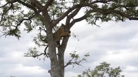 CLIP: Sư tử cái leo cây trốn nạn, bất ngờ được giải cứu