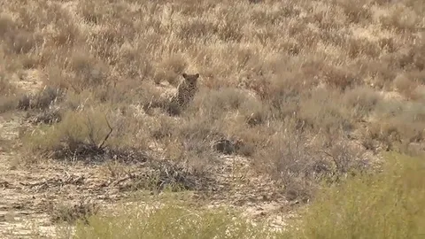 CLIP: Mải săn mồi, mèo hoang bị báo hoa mai hạ gục trong chớp mắt