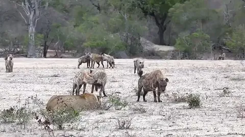 CLIP: Bầy linh cẩu hợp sức tấn công, sư tử cái tháo chạy trong tuyệt vọng