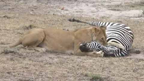 CLIP: Sư tử vật lộn hạ gục ngựa vằn kiên cường, và cái kết bất ngờ